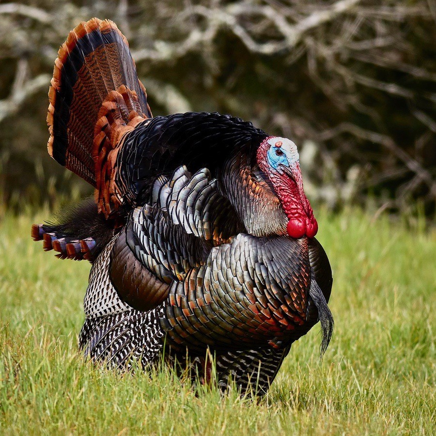 Male wild turkey (Meleagris gallopavo) strutting by Frank Schulenburg is licensed under CC BY-SA 4.0